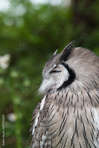 フクロウのクローズアップ photo