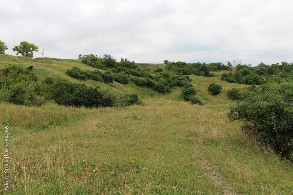 A grassy area with trees in the background A grassy area with trees in the background