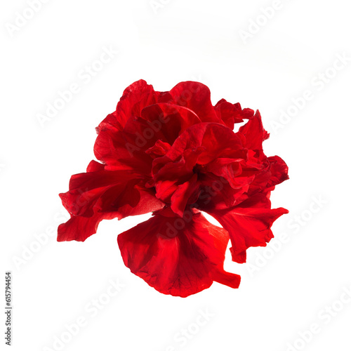 Hibiscus rosa sinensis.Chinese rose Red flower isolated on white background