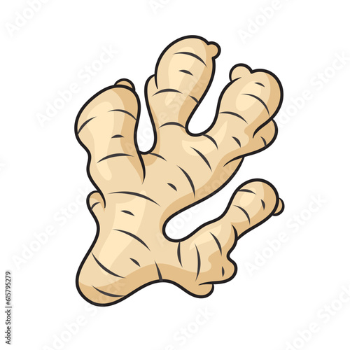ginger root medicinal plants schematic vector illustration. Medical science educational illustration