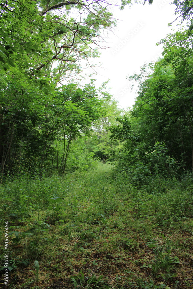 A grassy area with trees in the background A grassy area with trees in the background