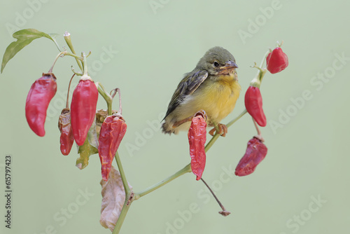 A young brown-throated sunbird foraging for food on a branch of a chili plant. This little bird has the scientific name Anthreptes malacensis. photo