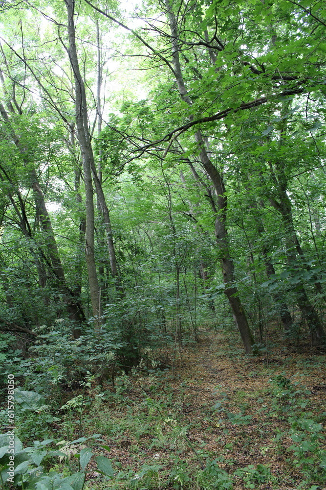 Obraz premium A forest with trees