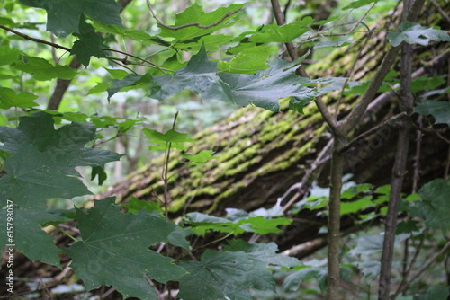 A group of trees with leaves