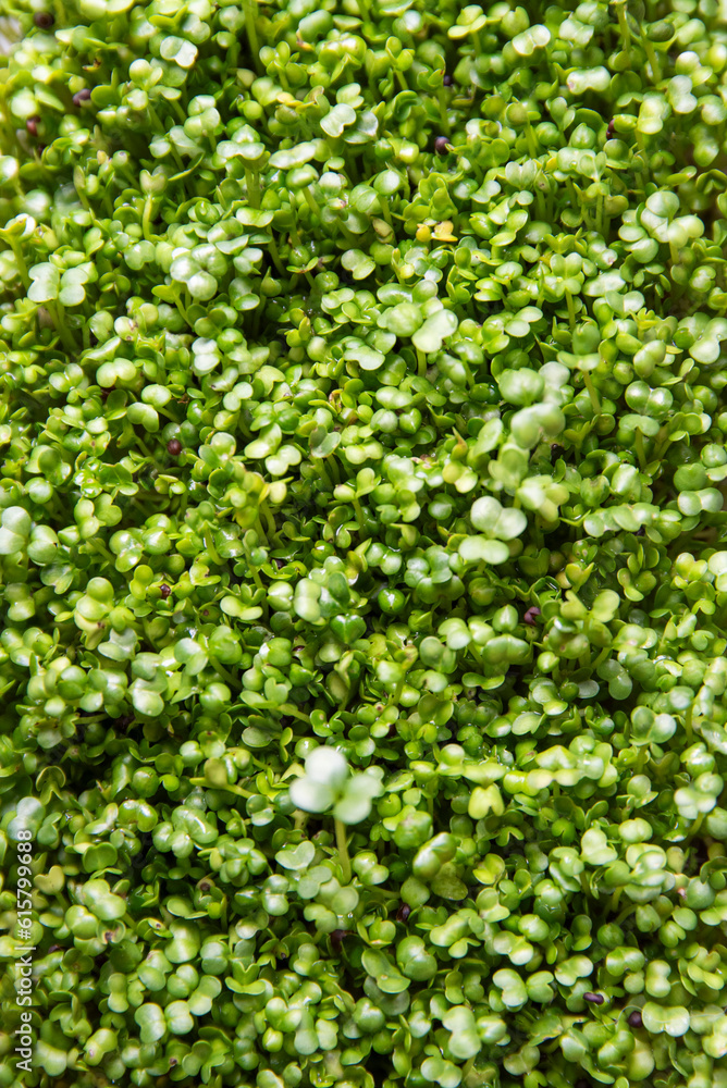 .Broccoli sprouts texture, slowly growing sprouts. .Broccoli sprouts texture, slowly growing sprouts.