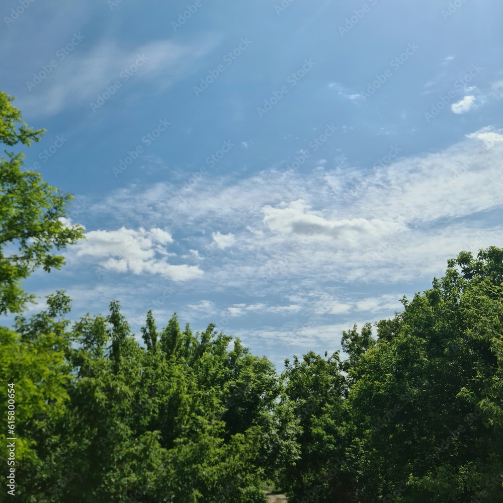 A group of trees with blue sky and clouds A group of trees with blue sky and clouds