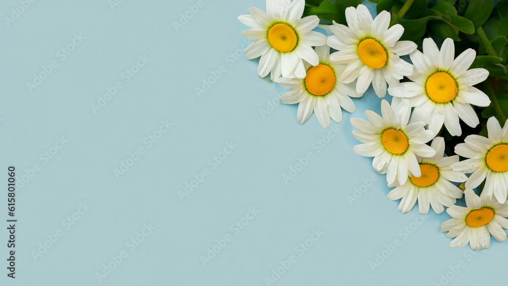 daisy flowers spring wallpaper with copy space daisy flowers spring wallpaper with copy space