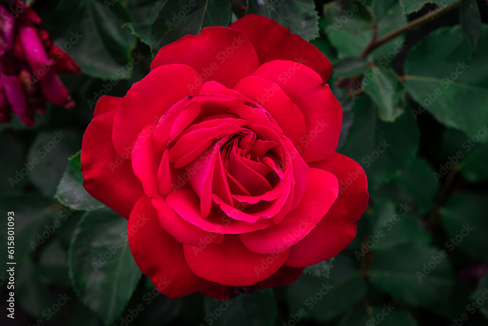 Nice rose flowers with bokeh anf free space for text, nature, flora anf gardening macro, freshness and summer time Nice rose flowers with bokeh anf free space for text, nature, flora anf gardening macro, freshness and summer time