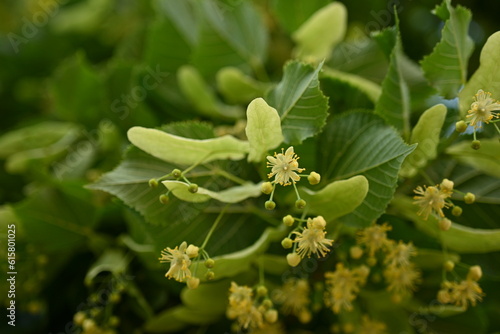 Wallpaper Mural Yellow flowers of the linden tree and leaves, captured in close-up, bask in the radiant sunlight.  close-up view of the yellow linden flowers and leaves in the sunlight reveals the captivating beauty  Torontodigital.ca