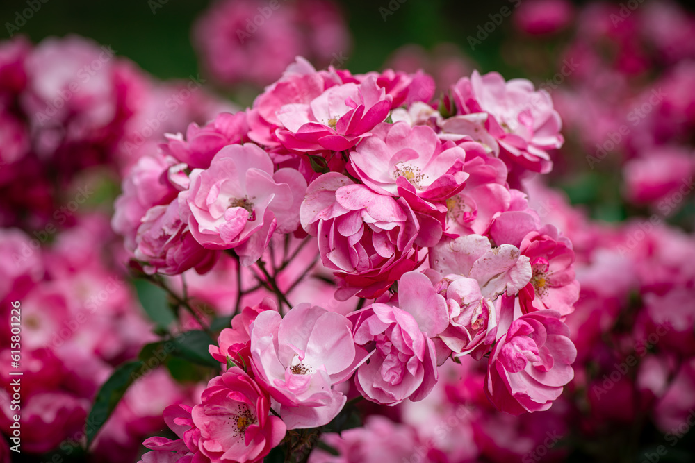 Fototapeta premium Nice rose flowers with bokeh anf free space for text, nature, flora anf gardening macro, freshness and summer time