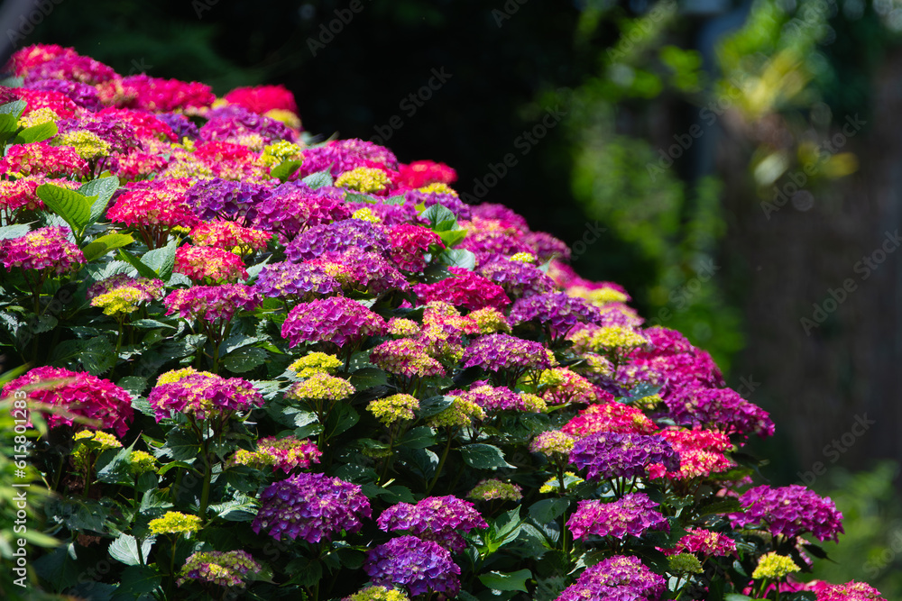 Obraz premium Magnifique hortensia du Trégor - Bretagne France