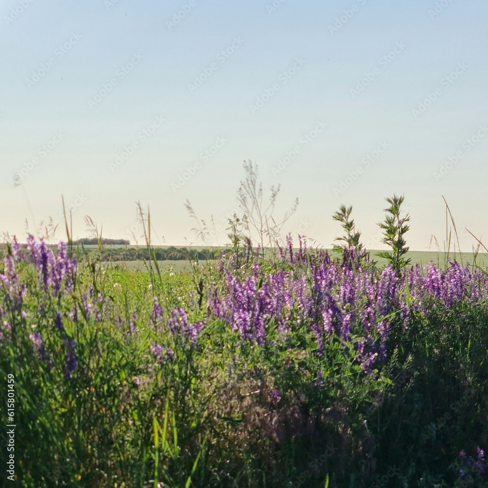 Naklejka premium A field of purple flowers