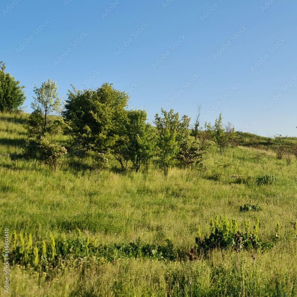 A grassy field with trees