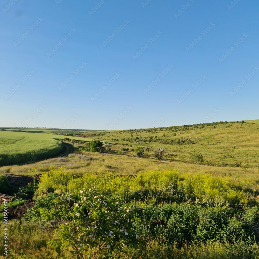 Fototapeta premium A grassy field with trees