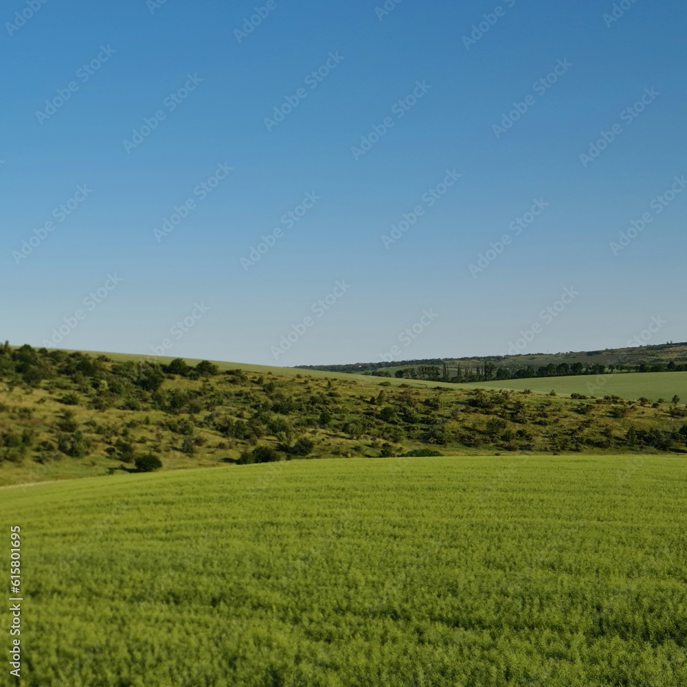 A green field with trees and blue sky A green field with trees and blue sky