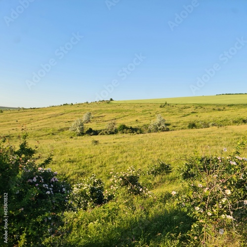 A grassy field with trees © parpalac