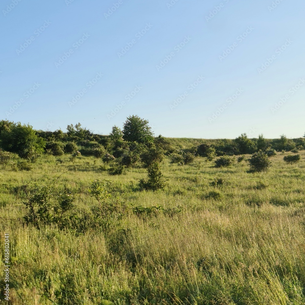 A grassy field with trees in the background