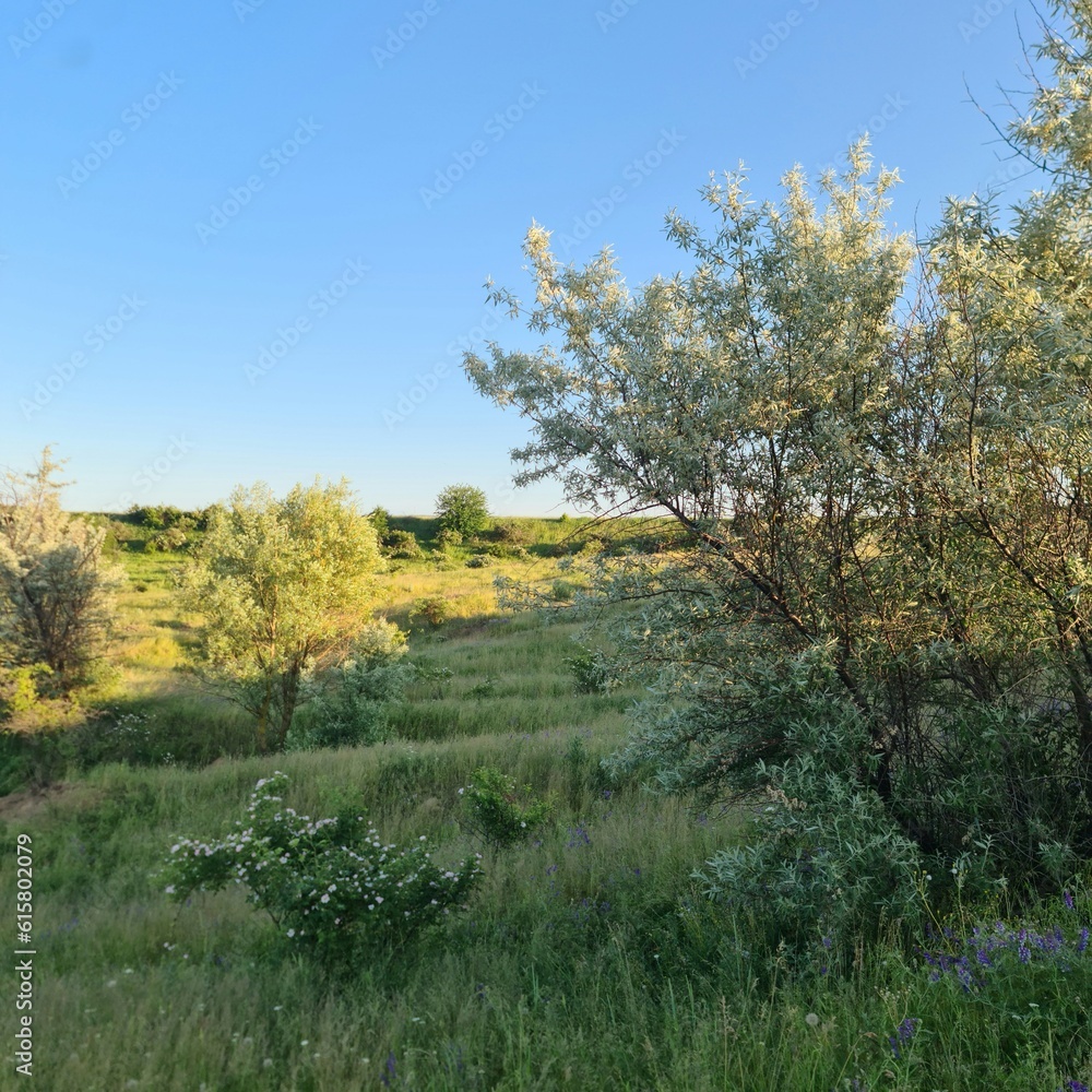 A field with trees and bushes A field with trees and bushes