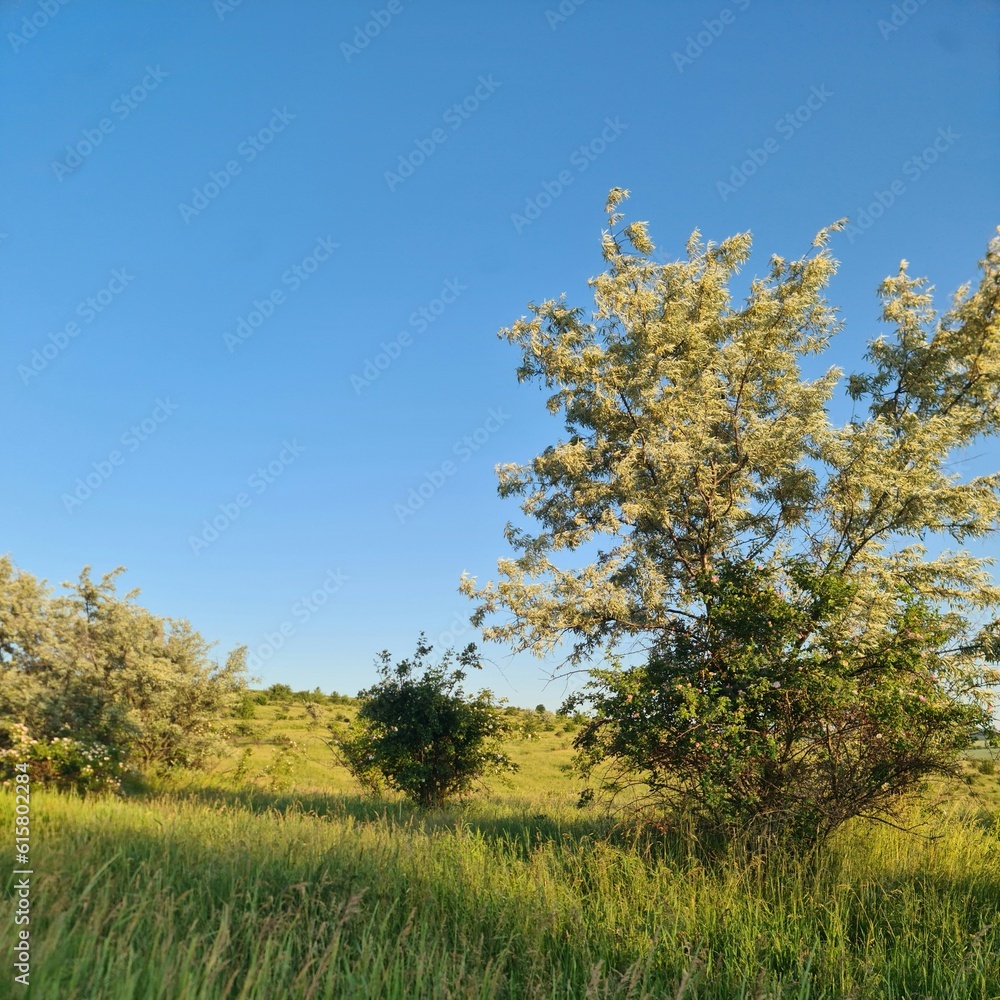 A grassy field with trees in the background