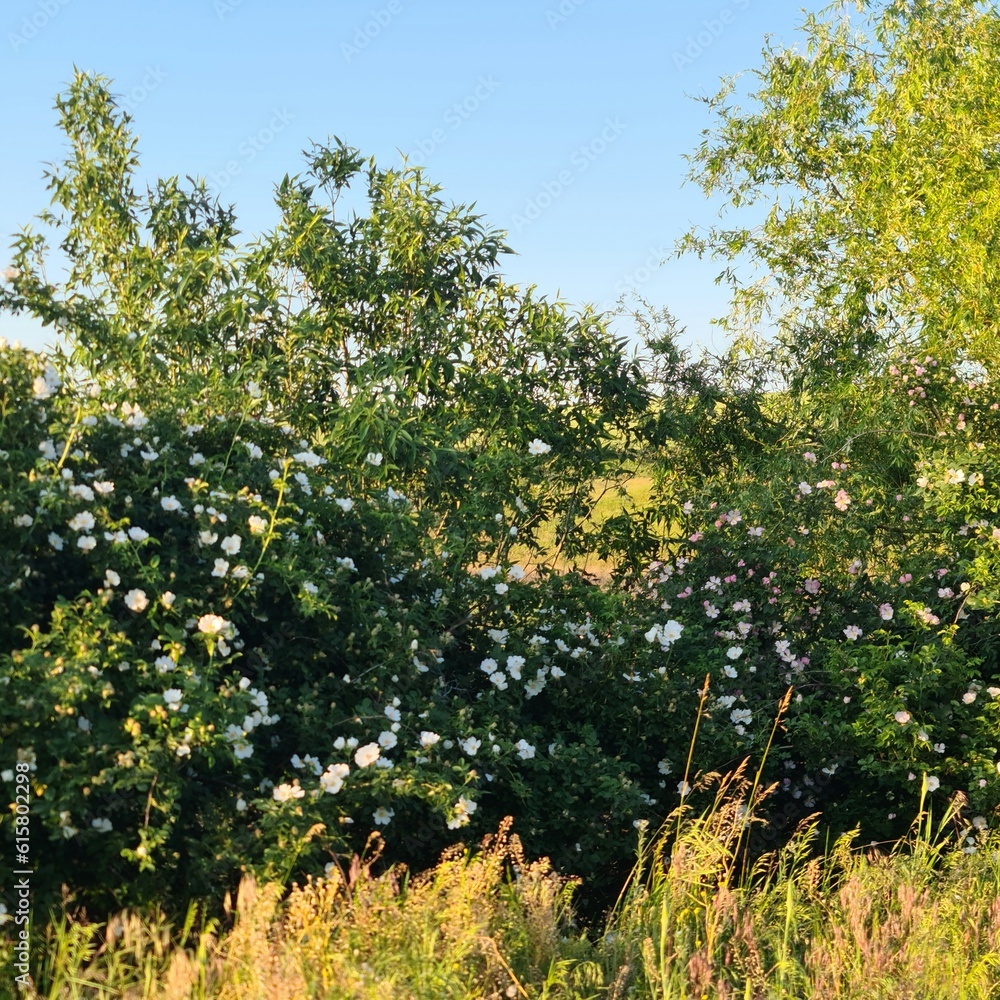 Fototapeta premium A tree with white flowers