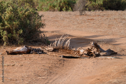Zebra Carcass