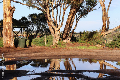 park landscape with eucalyptus trees and puddles after rain