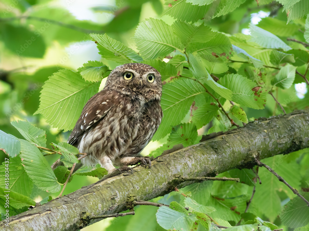 Little owl, Athene noctua. A bird sits on a thick branch among the leaves and looks away Little owl, Athene noctua. A bird sits on a thick branch among the leaves and looks away