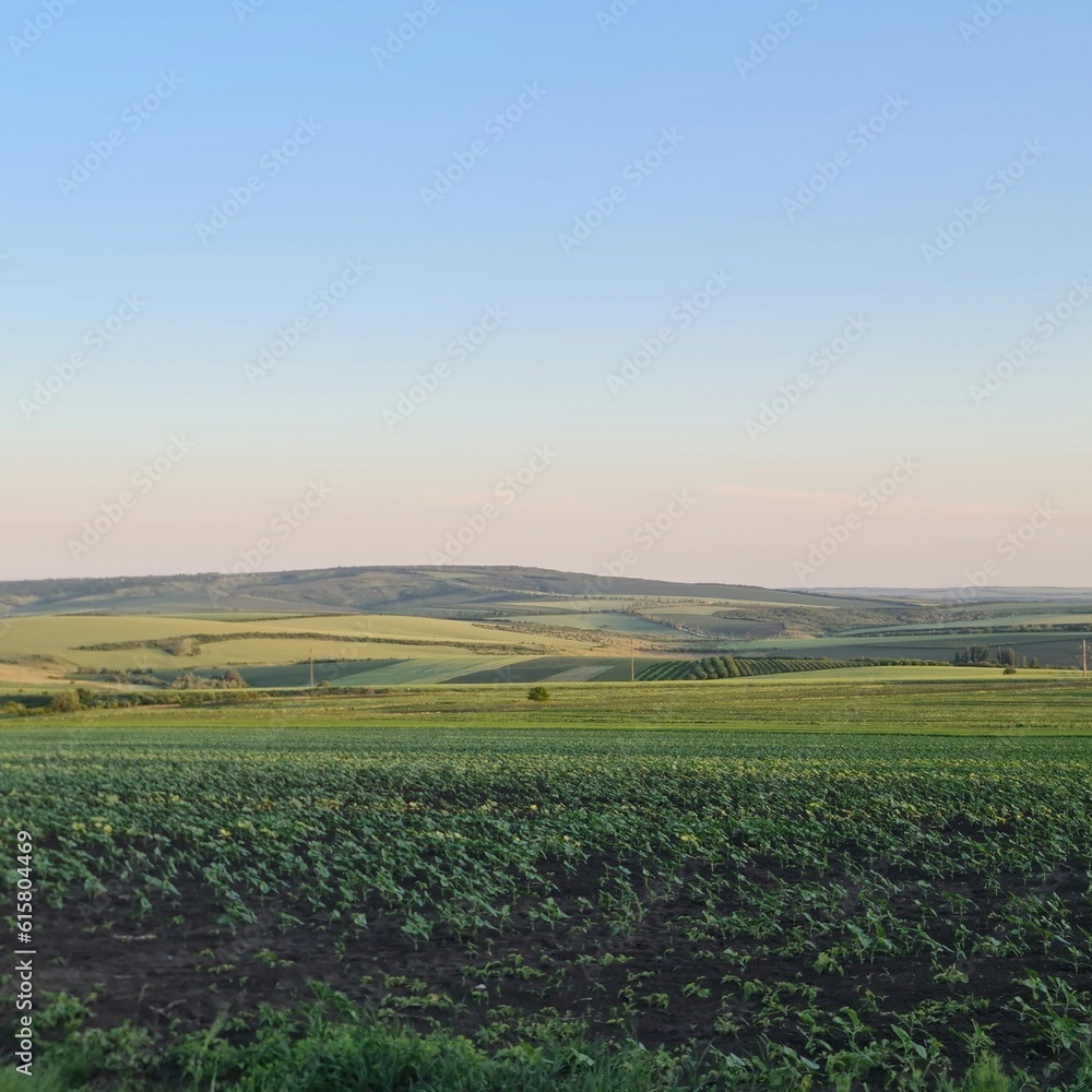 A field of crops A field of crops