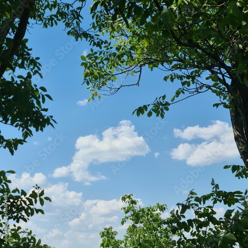 A tree with blue sky and clouds