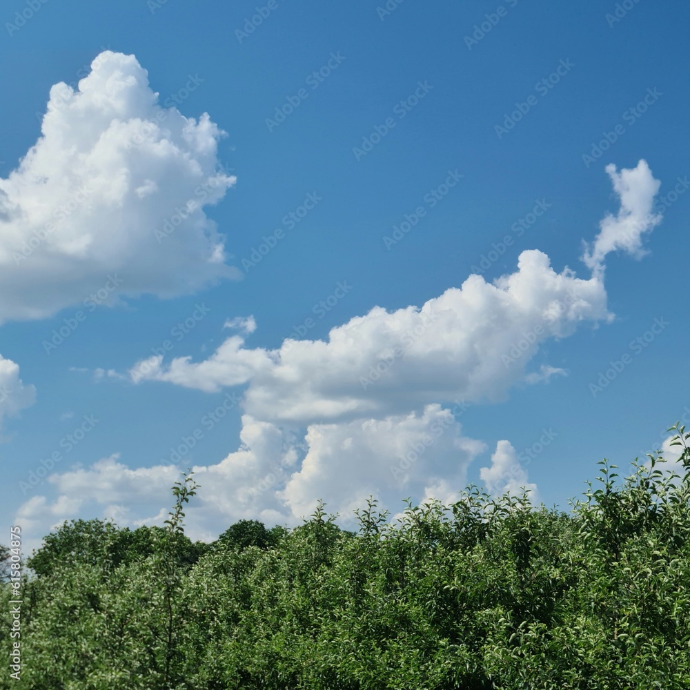 A group of trees with blue sky and clouds A group of trees with blue sky and clouds