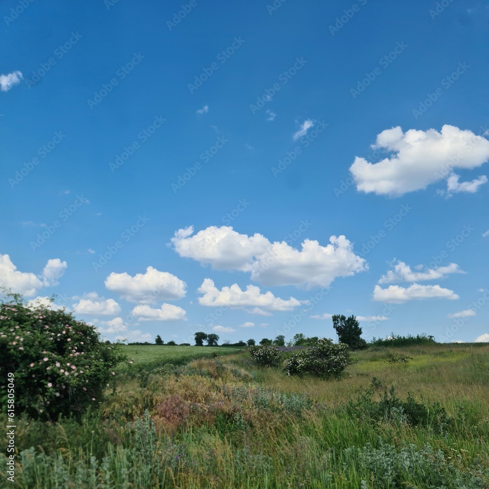 A grassy field with trees and blue sky A grassy field with trees and blue sky