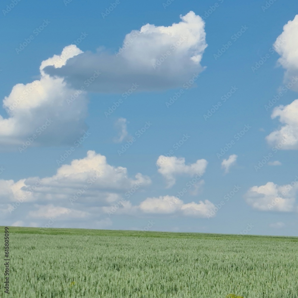 A field of grass with blue sky and clouds