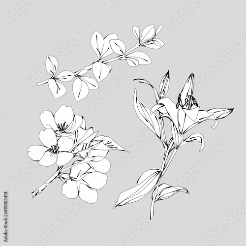 Fototapeta Naklejka Na Ścianę i Meble -  Hand drawn flowers 