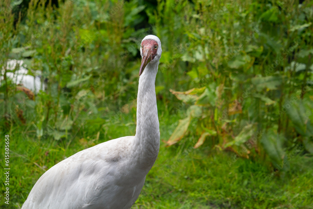 Obraz premium Siberian crane. Leucogeranus leucogeranus. Siberian white crane, snow crane