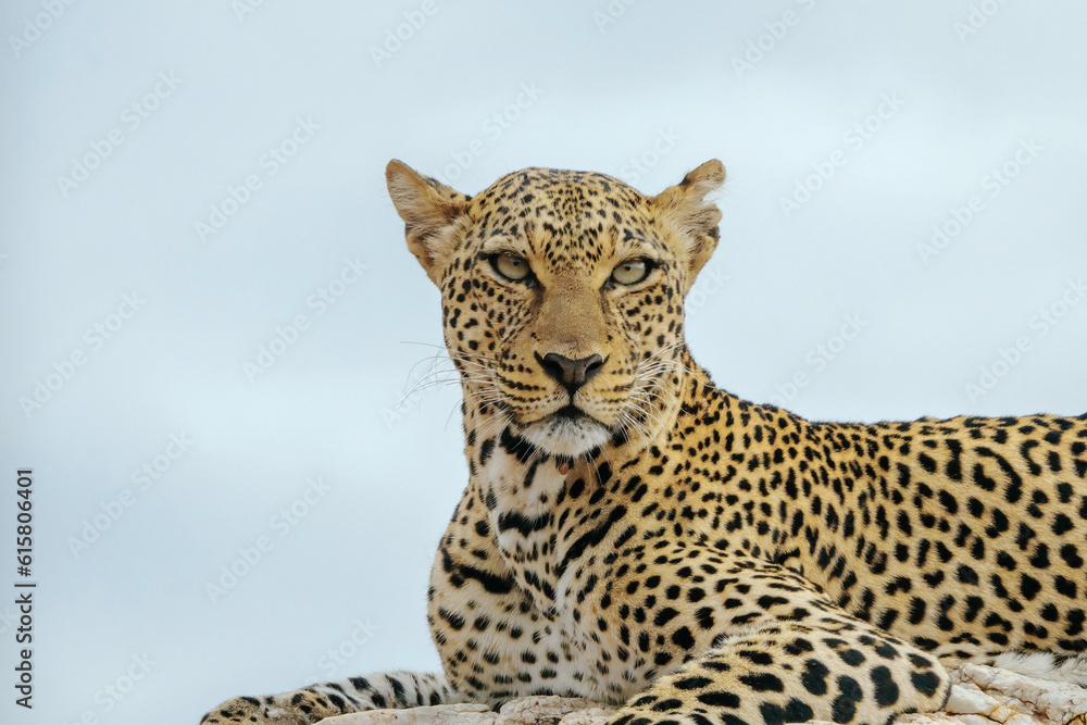Naklejka premium Leopard on Rock