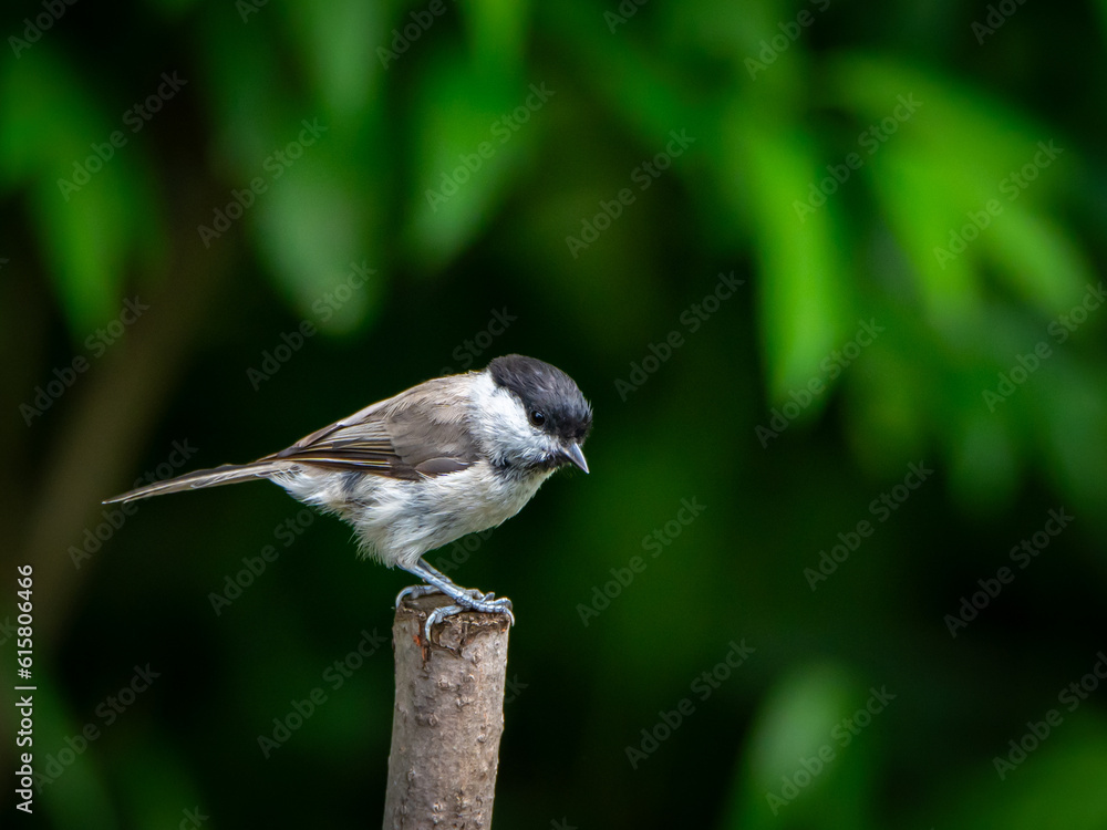 Sikora uboga. Poecile palustris. Titmouse sitting on a stick, beautiful green background. Sikora uboga. Poecile palustris. Titmouse sitting on a stick, beautiful green background.