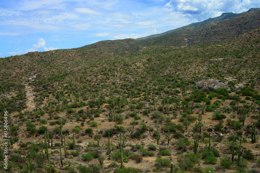 Sonora Desert Arizona