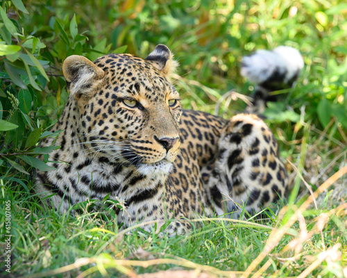 Leopard waiting for prey