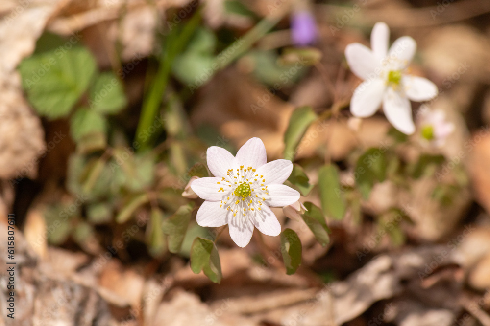 This pretty white flowers is growing here in the woods when I took this picture. This is known as a rue-anemone or meadow-rue which grows in wooded areas. I love the yellow center to this wildflower. This pretty white flowers is growing here in the woods when I took this picture. This is known as a rue-anemone or meadow-rue which grows in wooded areas. I love the yellow center to this wildflower.