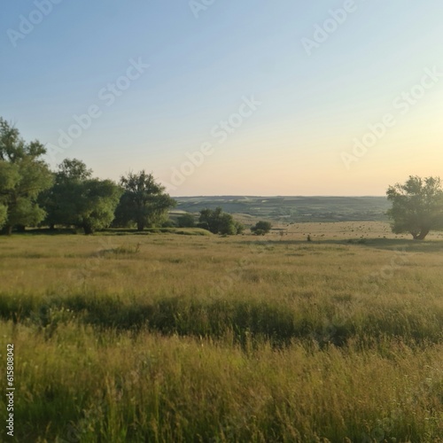 A field with trees and grass