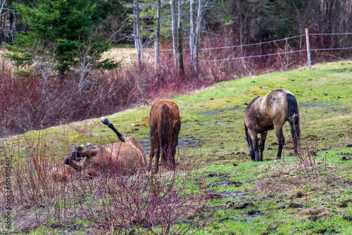 Horses having fun in a field