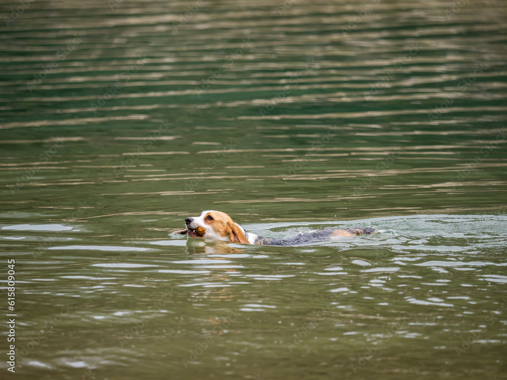 Beagle - pies bigiel bawiący się patykiem nad jeziorem.