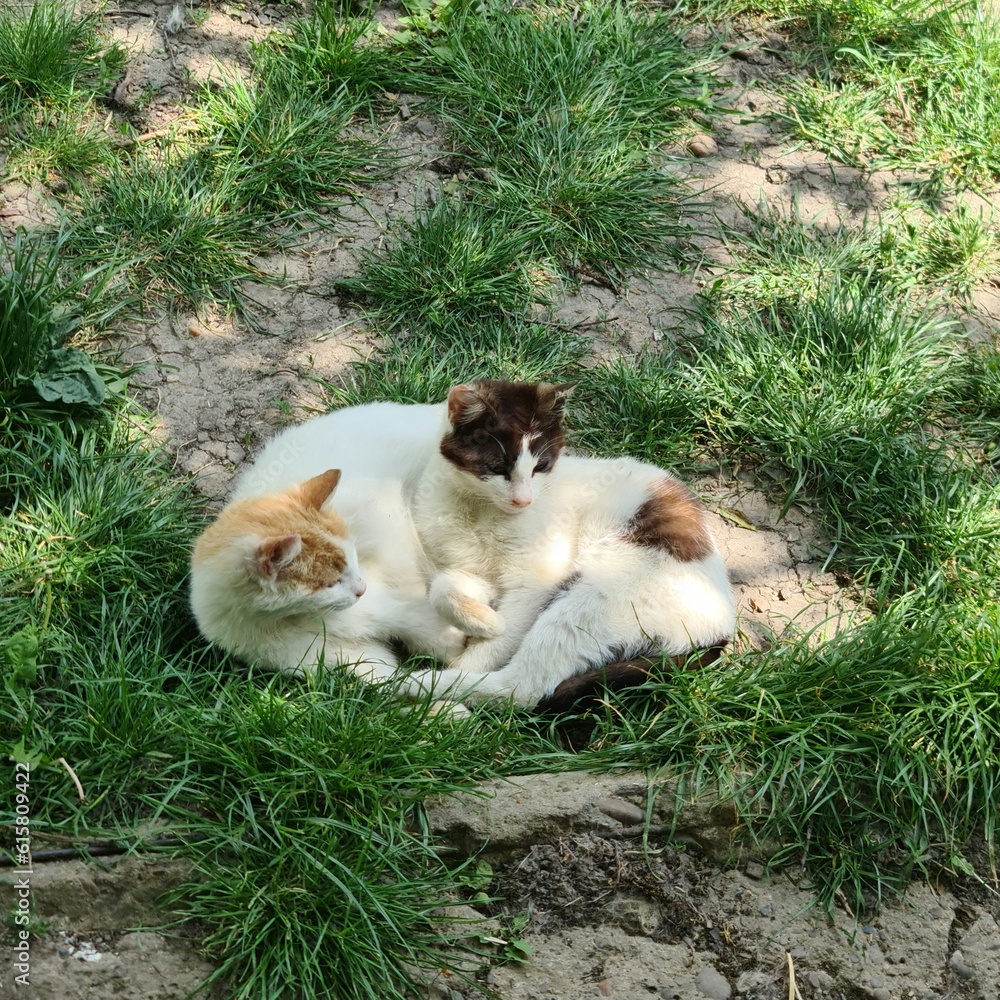 A group of kittens sitting on grass A group of kittens sitting on grass