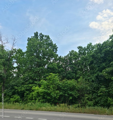 A group of trees next to a road