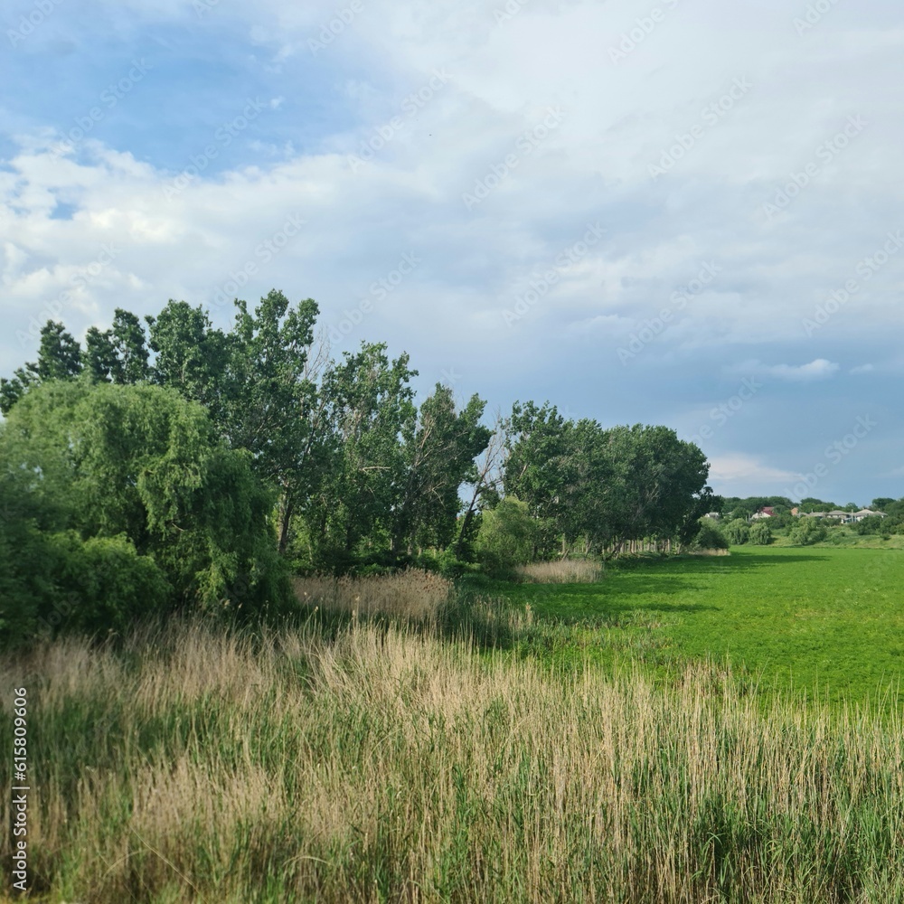 Fototapeta premium A grassy field with trees in the background