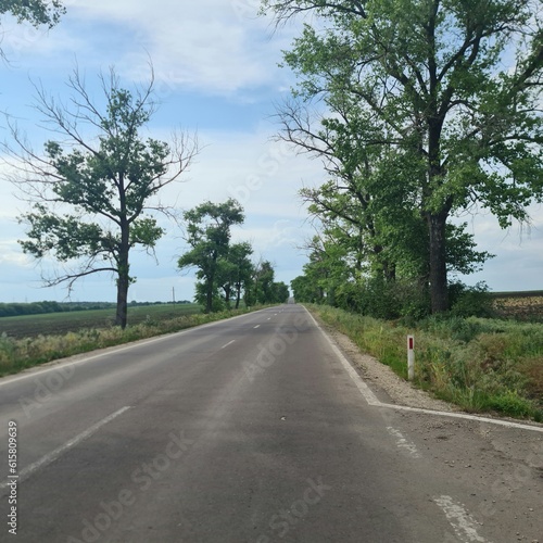 Wallpaper Mural A road with trees on either side Torontodigital.ca