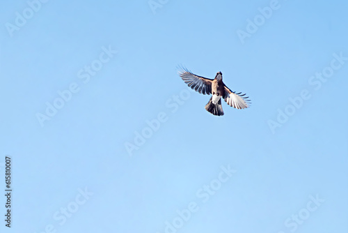Bird flies in blue sky