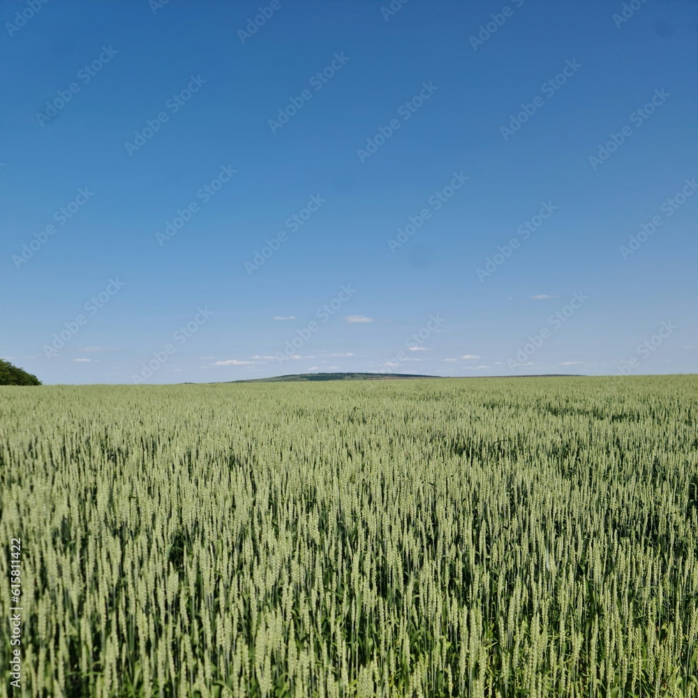 A field of grass A field of grass