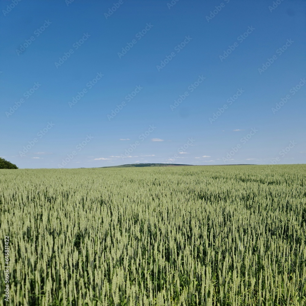 A field of grass