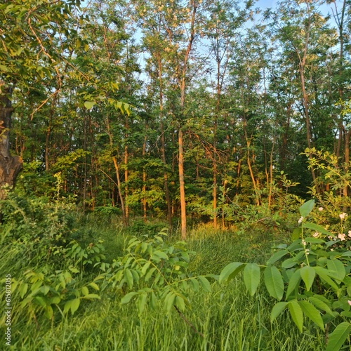 A forest with trees and plants